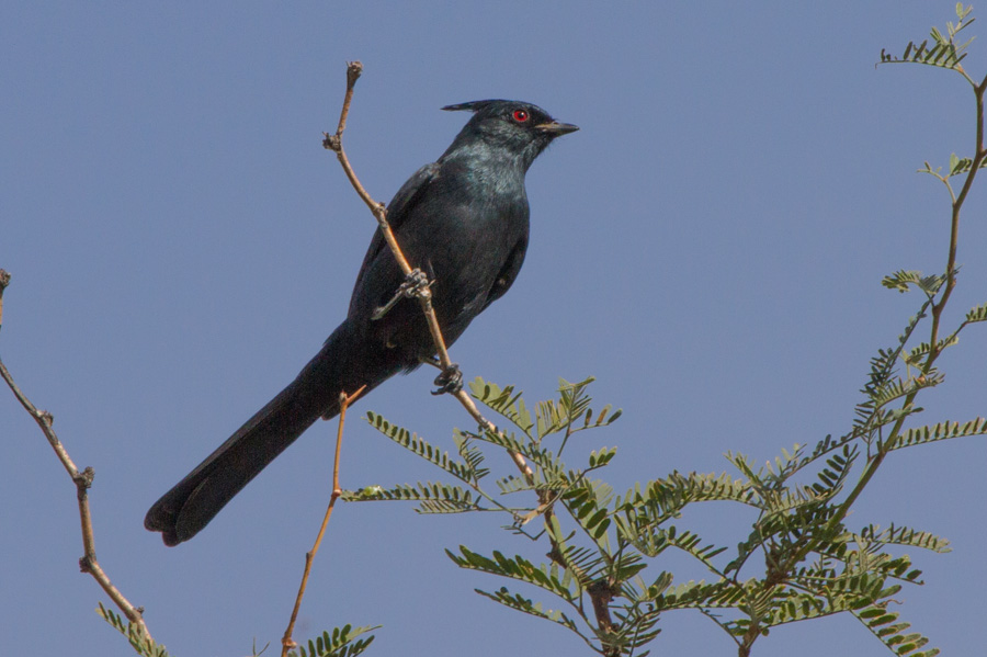 Phainopepla