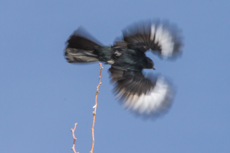 Phainopepla