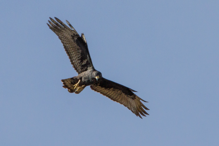 Juvenile Bald Eagle