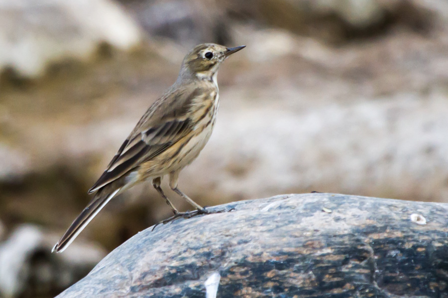 American Pipit