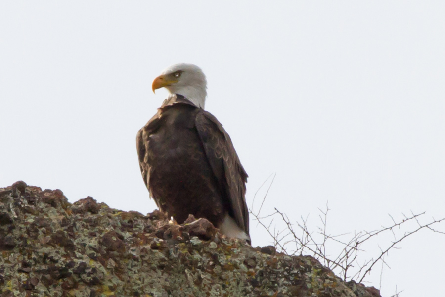 Bald Eagle