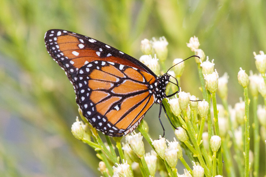 Queen Butterfly