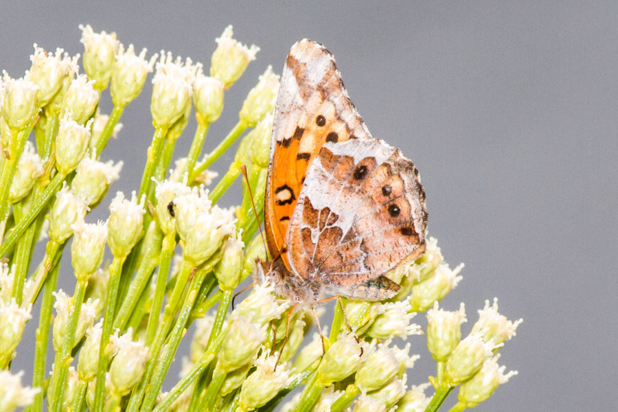 Variegated Fratillary