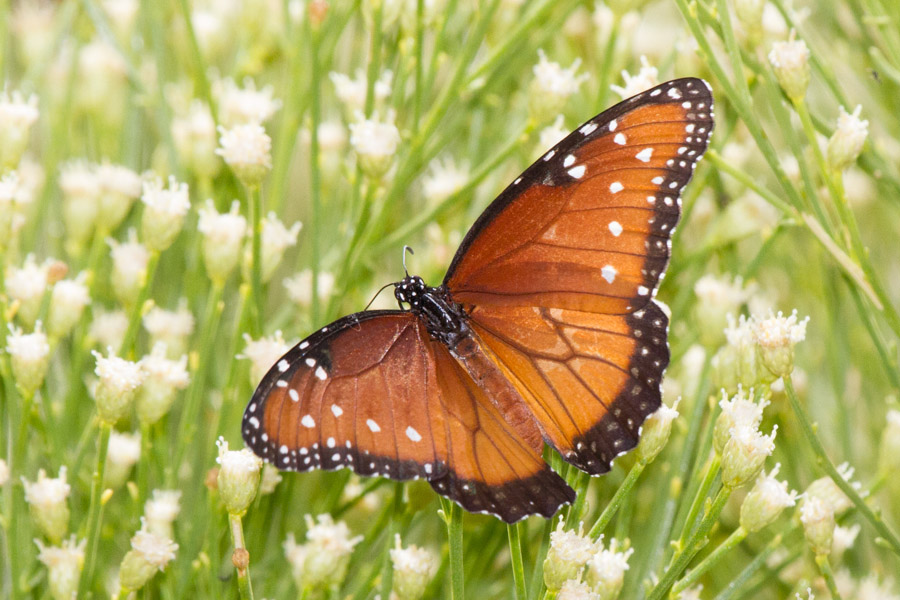 Queen Butterfly