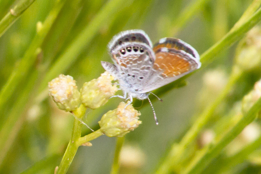 Western Pygmy-Blue