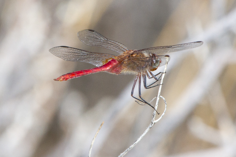 Red-tailed Pennant