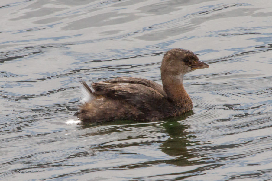 Pied-billed Grebe