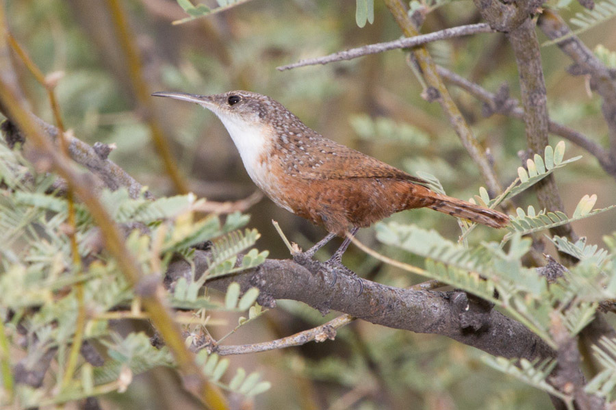 Canyon Wren