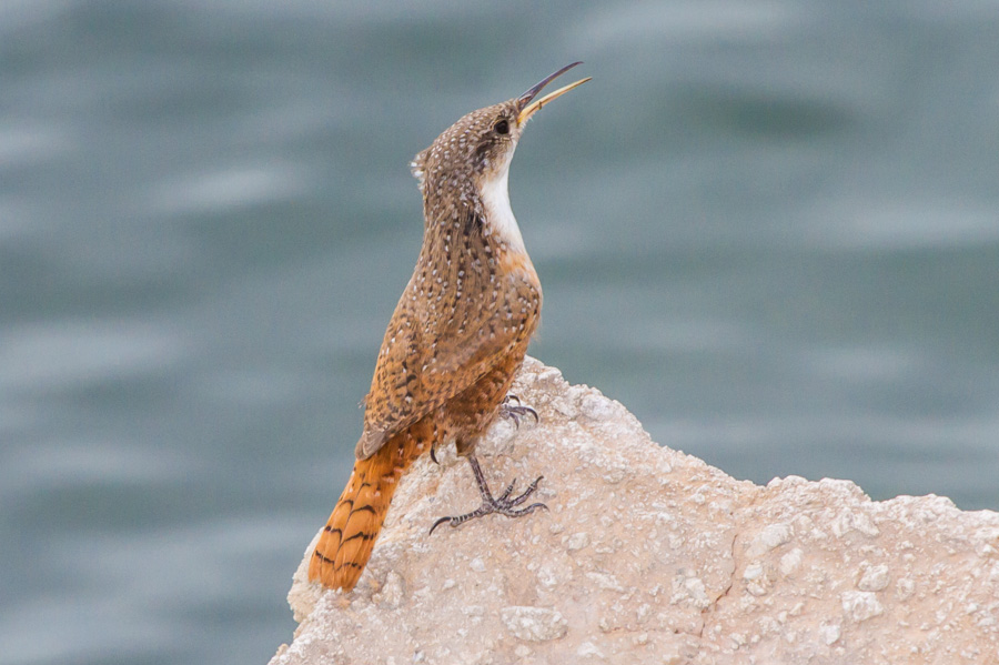 Canyon Wren