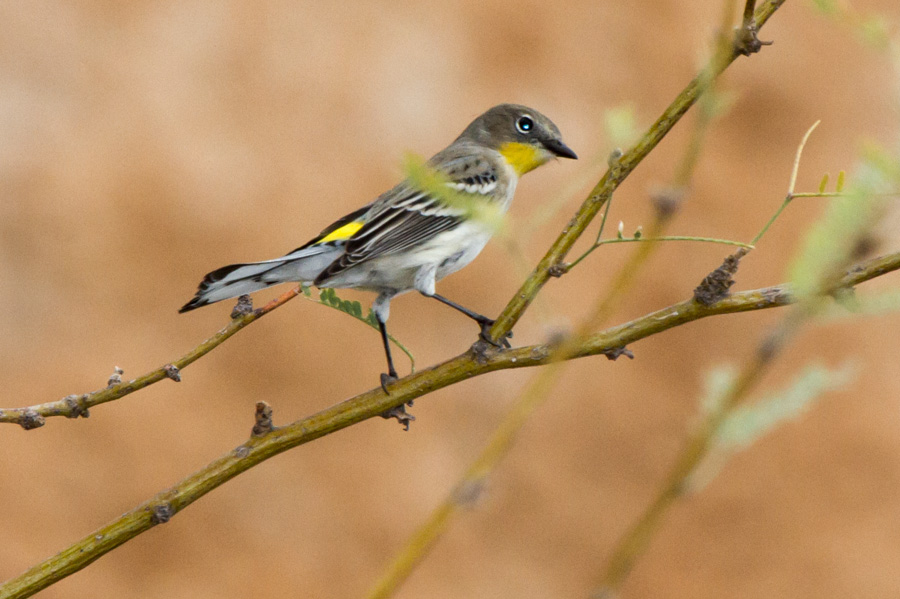 Yellow-rumped Warbler