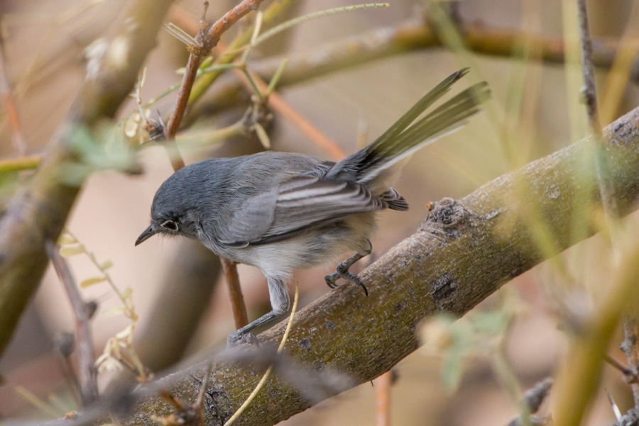 Black-tailed Gnatcatcher