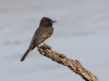 Black Phoebe