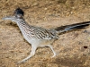 Roadrunner