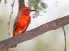 Vermilion Flycatcher