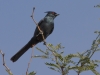 Phainopepla