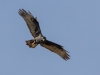 Juvenile Bald Eagle