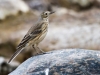 American Pipit