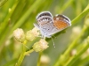 Western Pygmy-Blue