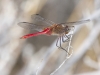 Red-tailed Pennant