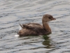 Pied-billed Grebe