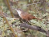 Canyon Wren