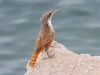 Canyon Wren