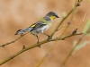 Yellow-rumped Warbler