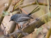 Black-tailed Gnatcatcher