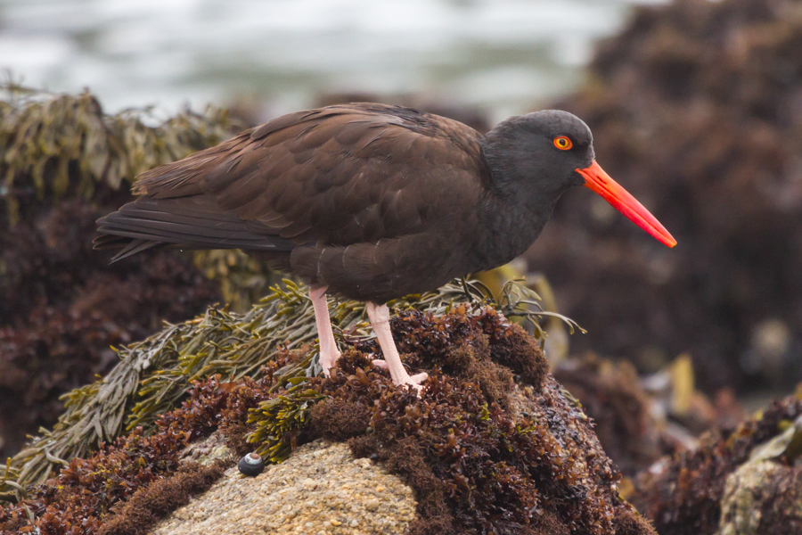 Black Oystercatcher