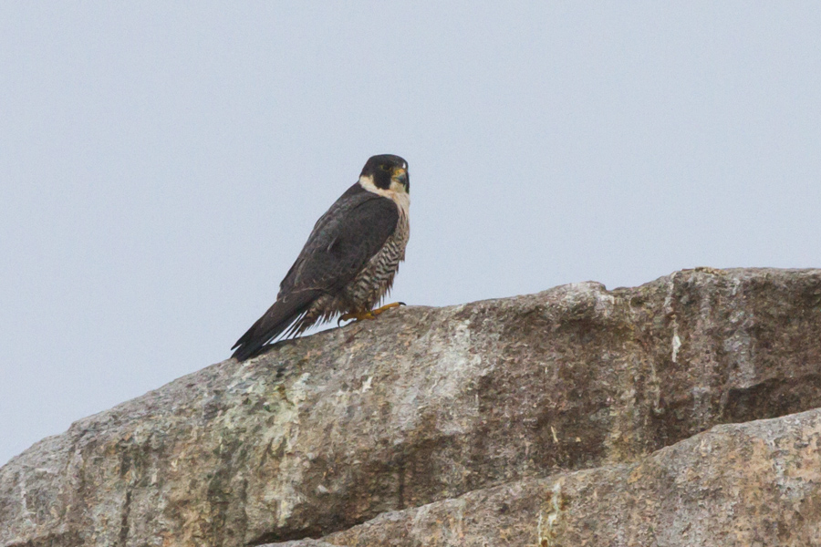 Peregrine Falcon