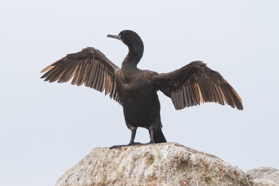 Brandt\'s Cormorant