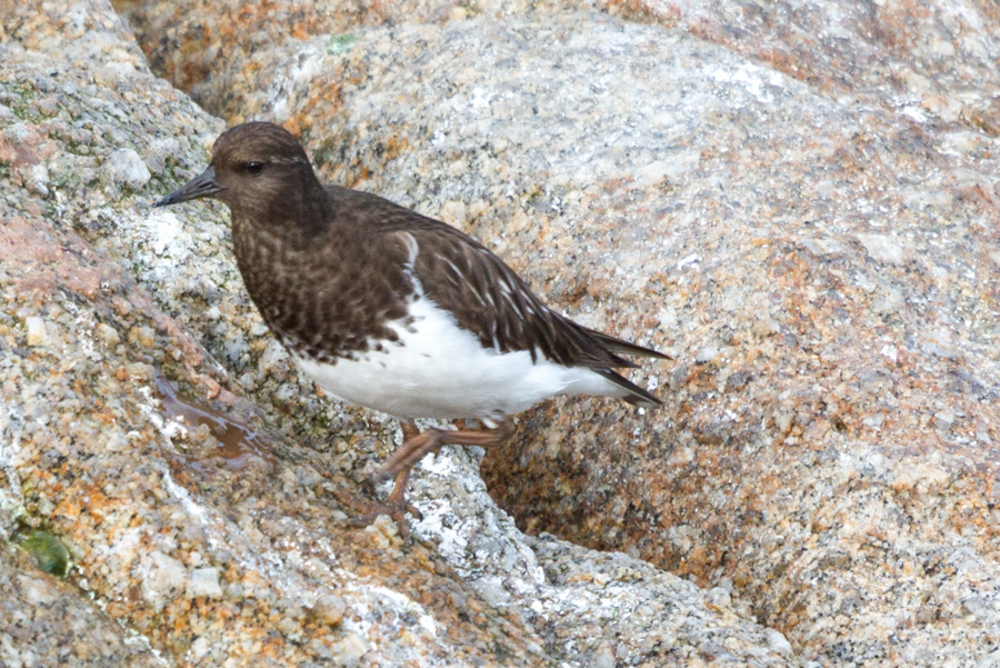 Black Turnstone