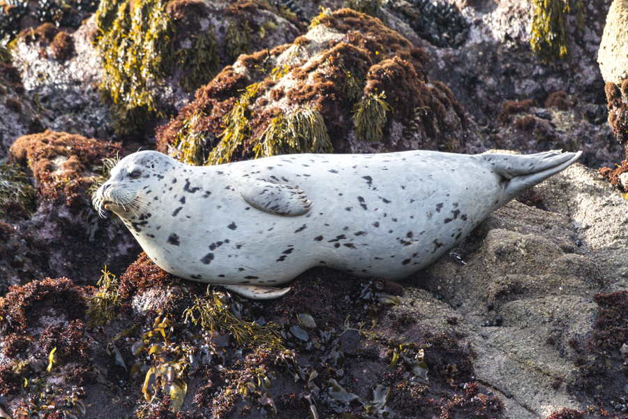 Harbor Seal