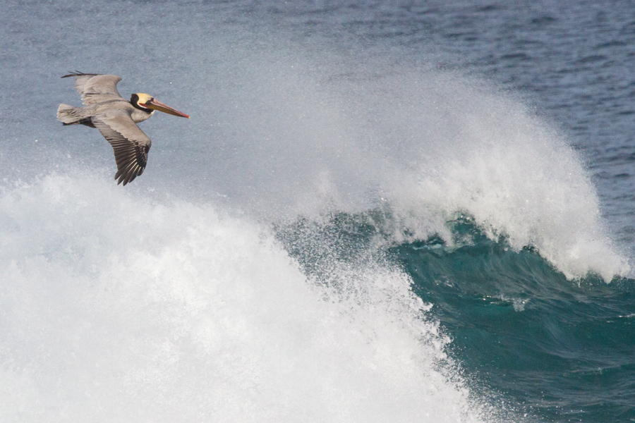 Brown Pelican