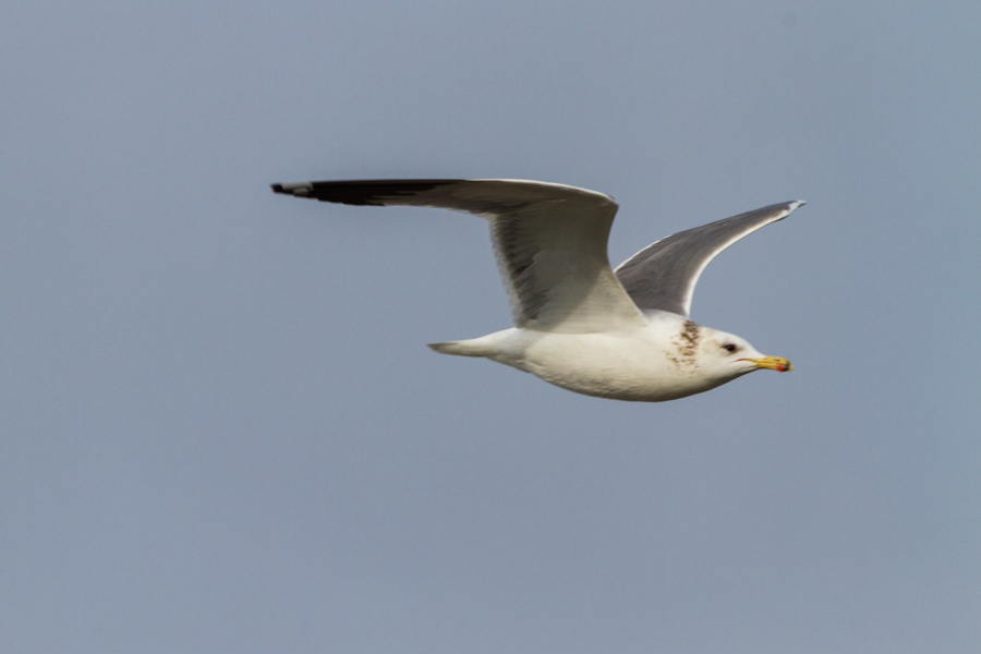 California Gull