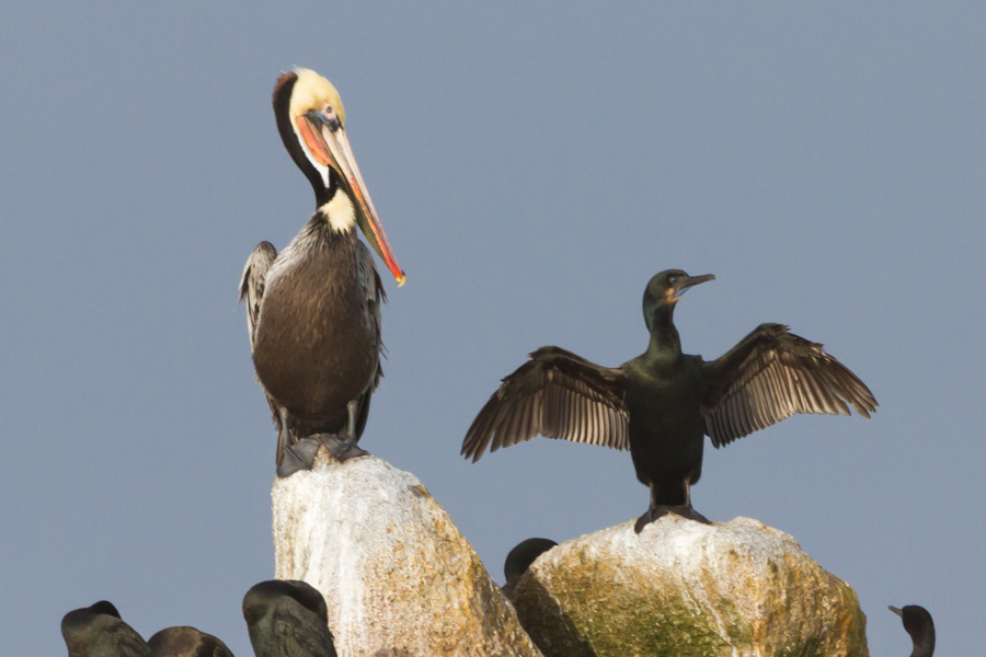 Brown Pelican and Brandt\'s Cormorant