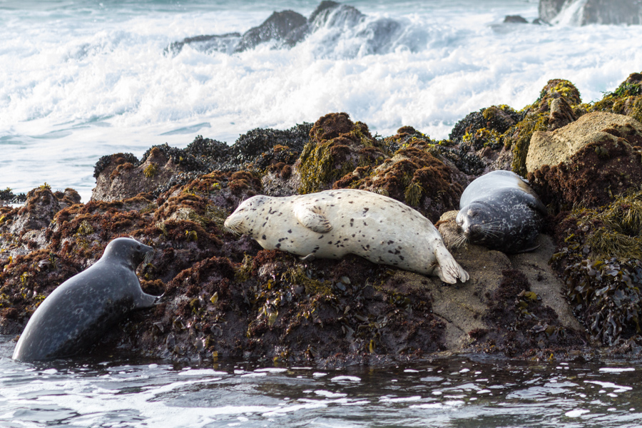 Harbor Seal