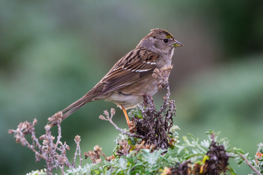 Golden-crowned Sparrow