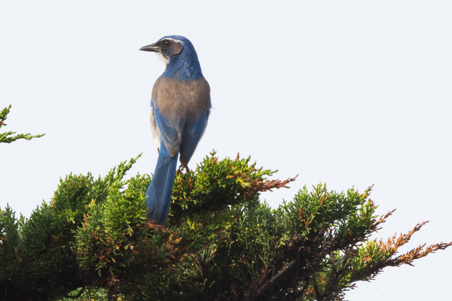 California Scrub-Jay