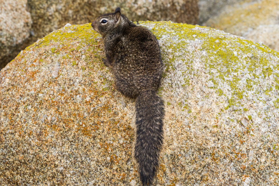 California Rock Squirrel