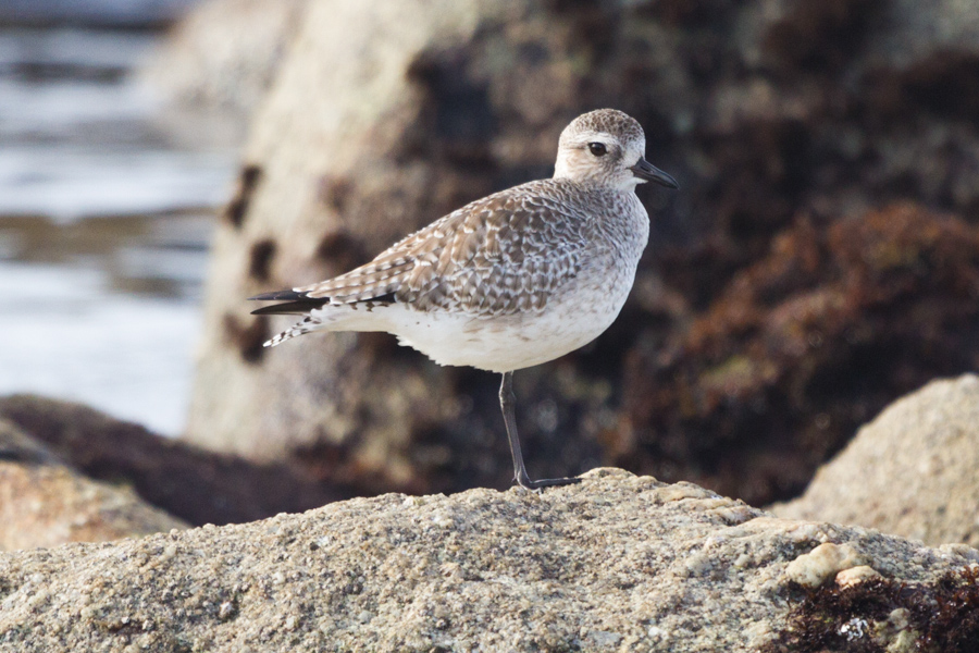 Black-bellied Plover