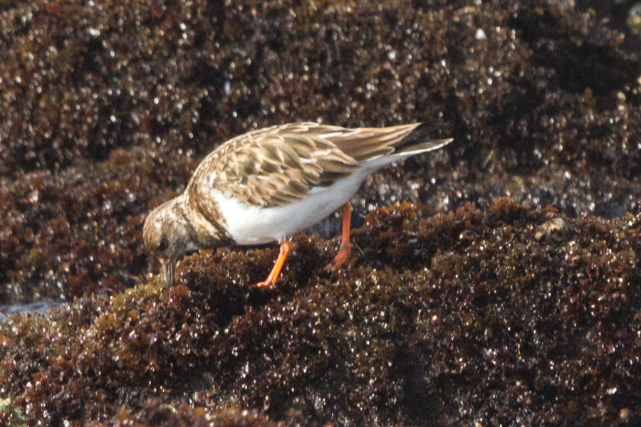 Ruddy Turnstone