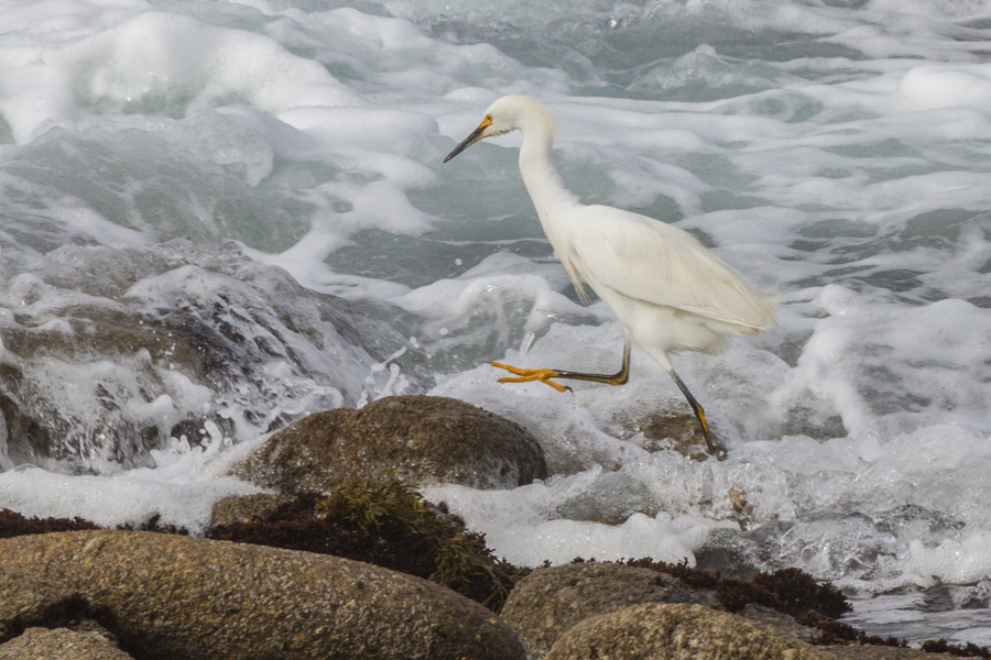 Great Egret