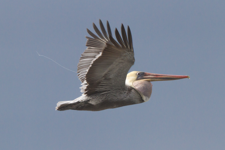 Brown Pelican