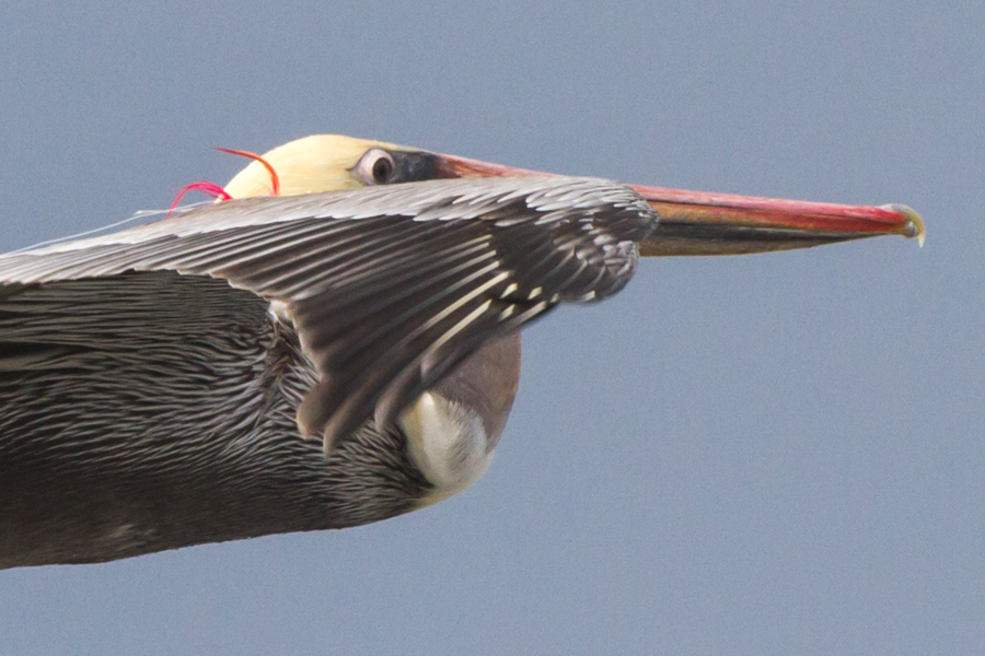 Brown Pelican