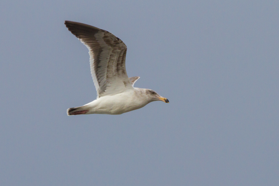 Ring-billed Gull