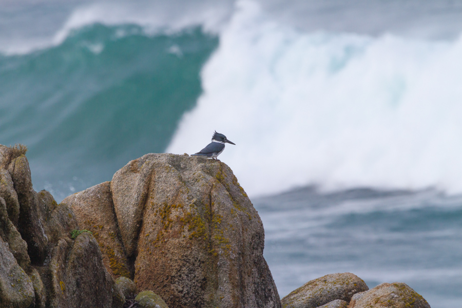 Belted Kingfisher