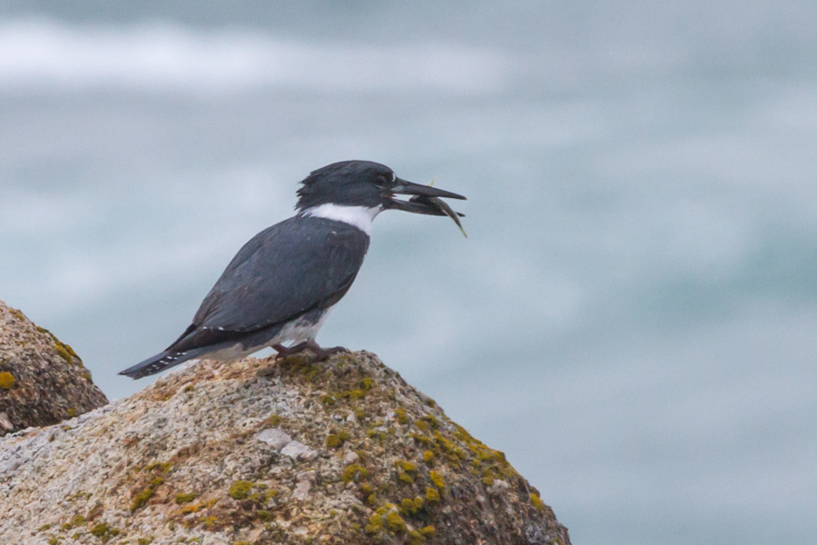 Belted Kingfisher