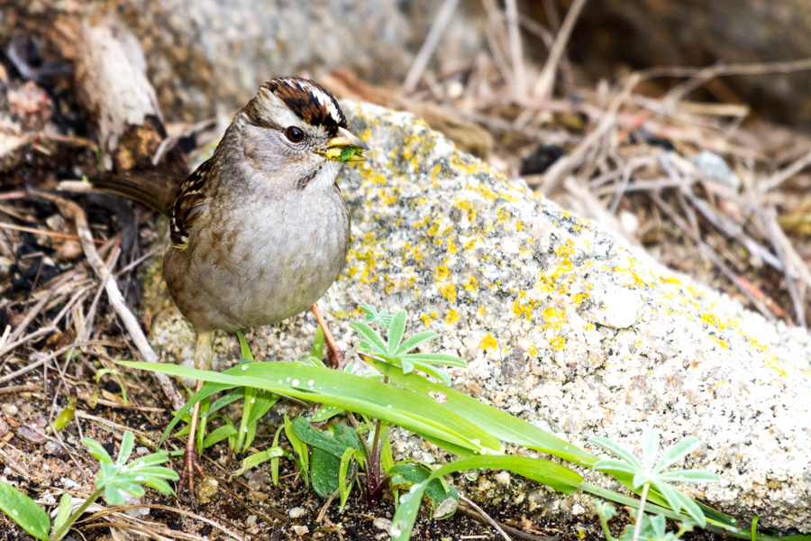 White-crowned Sparrow