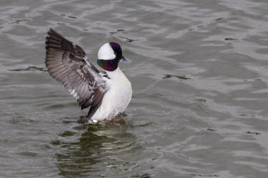 Bufflehead